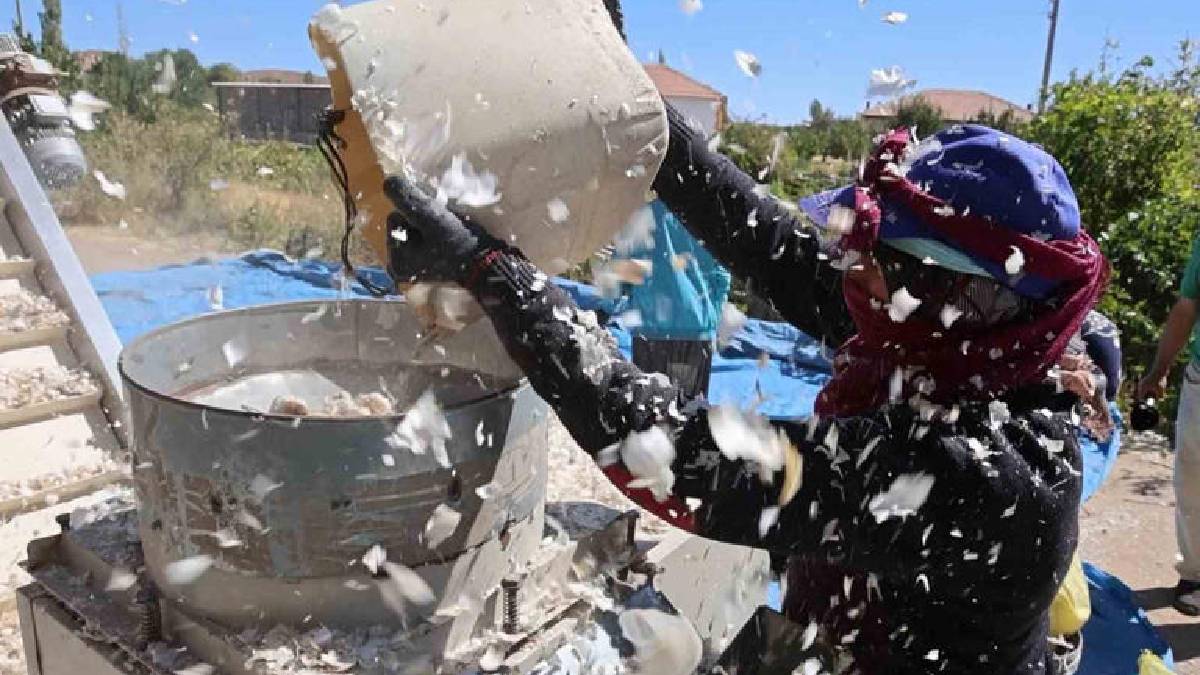 Antibiyotik fabrikalarının gözdesi! 80 bin metrekareden yurt dışına gidecek: Beklenti 150 ton!