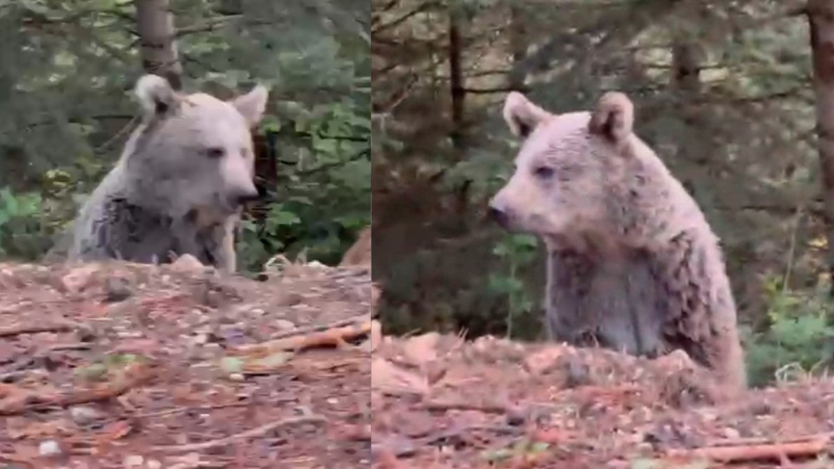 Ayıyla güldüren sohbet kamerada: "Selamun Aleyküm kanka"