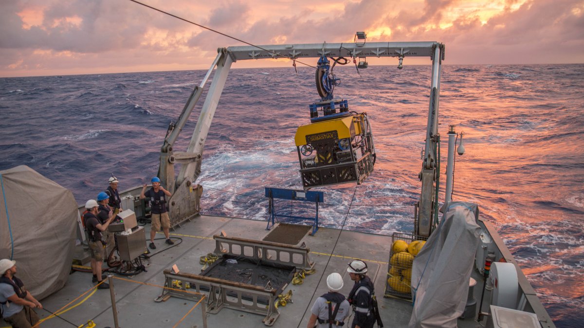 3.900 metre derinlikte mucize keşif! 40’dan fazla tür olduğu ortaya çıktı