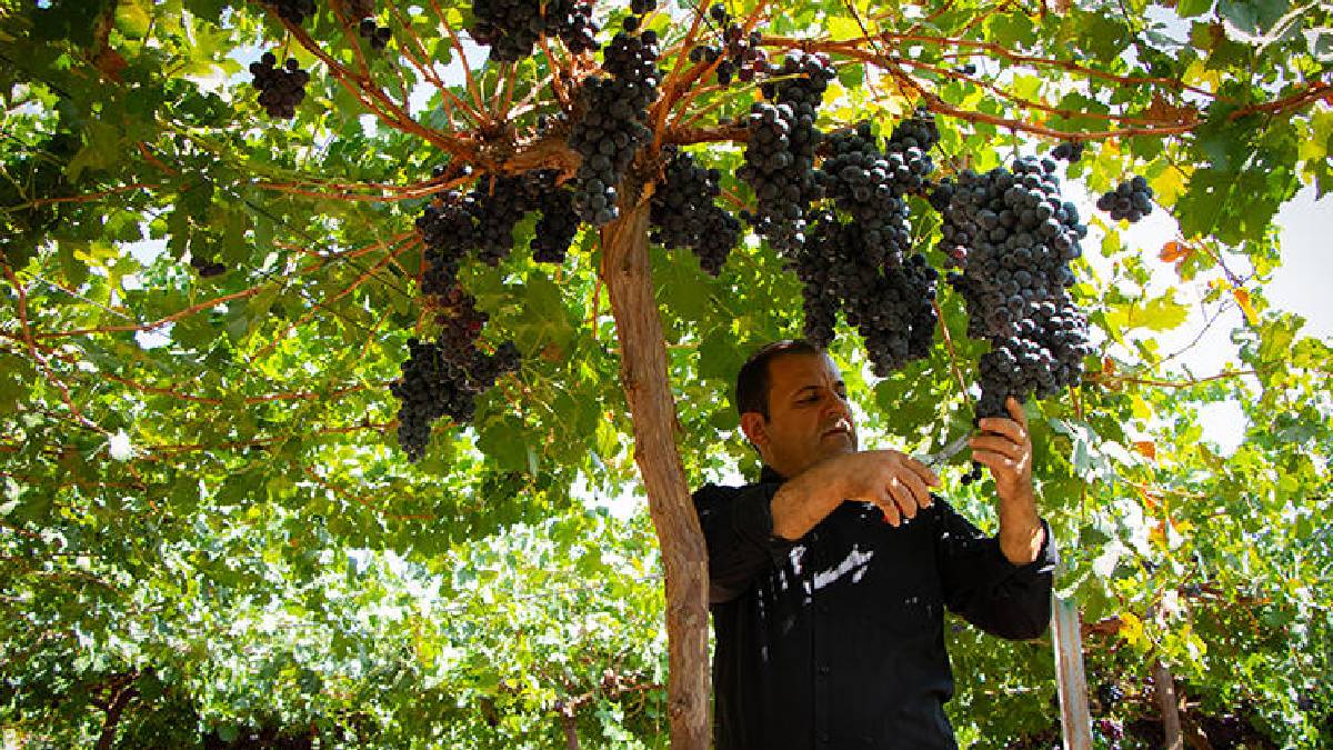 125 çeşit bulunuyor, sofralar onunla süsleniyor! Burası üzümün merkezi: Lezzeti herkes tarafından biliniyor