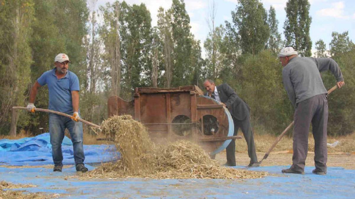 Modern yöntemler kabul edilmiyor, geleneksel hasat ediliyor! Ata tohumun ürünü: 10 yıldır bu usul kullanılıyor