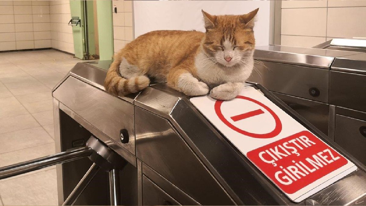 İnsanlar metroya binerde kediler binemez mi? Dünyanın ilk mini kedi metrosu…