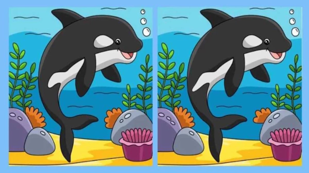 Dahi olduğunuzu kanıtlamak için 12 saniyeniz var! Denizin derinliklerindeki 3 gizli detayı bulun