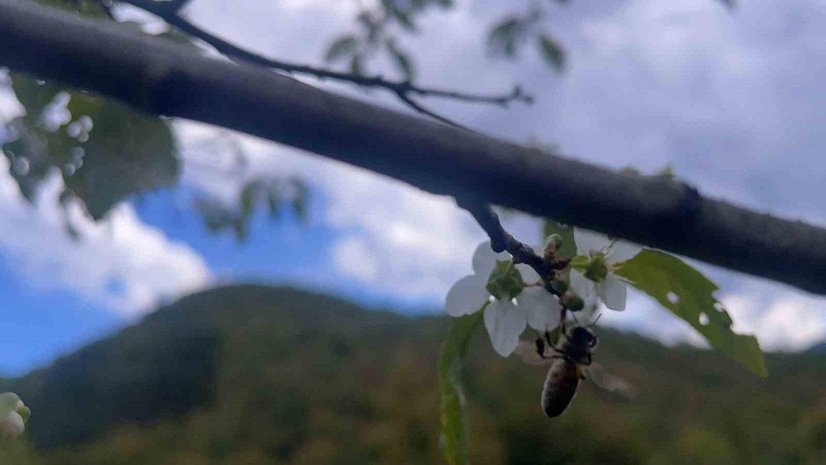 Yalancı bahar ağaçları da aldattı: Bartın'da erik ağacı ekim ayında çiçeklerle donandı!