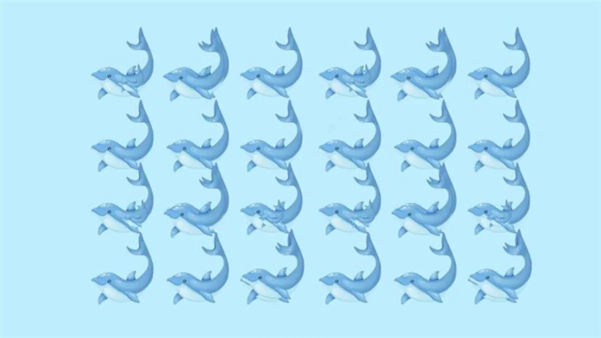 Siz kaç tane sayacaksınız? 12 saniyede kaç tane yunus olduğunu bilenler yüksek IQ’sunu kanıtlar