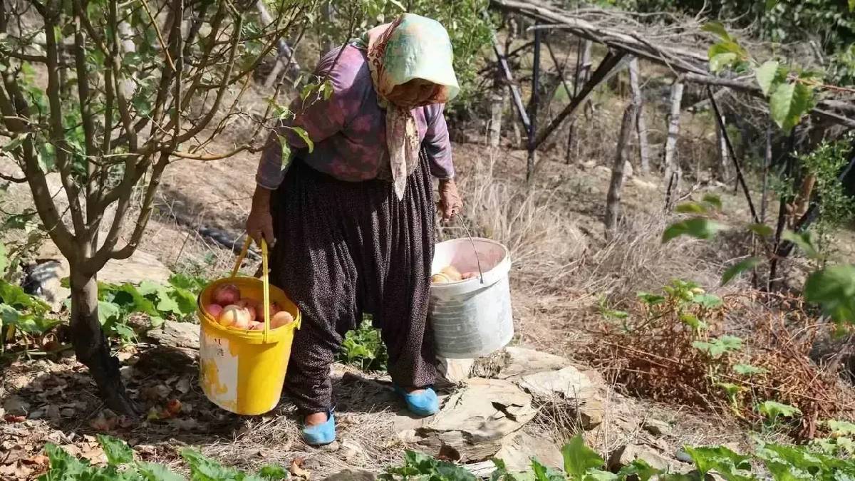 900 rakımda tescilli hasat başladı! 10 gün devam edecek: “Don vurdu, bu yıl ürün kalmadı”