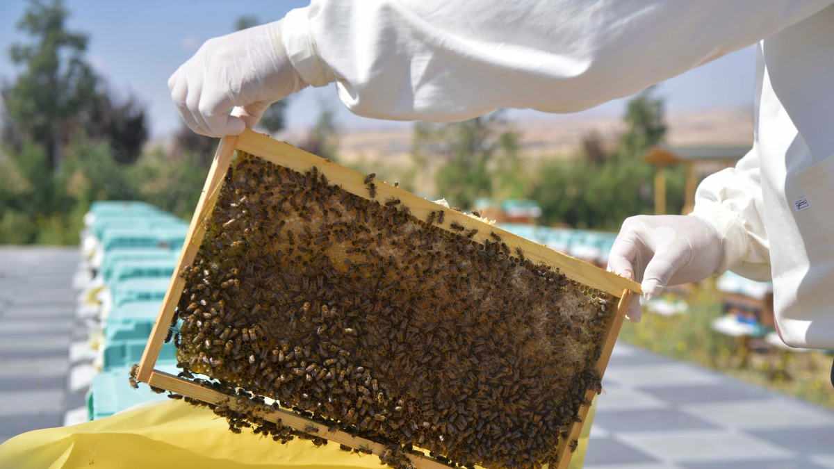 Büyükşehir'den arı üreticilerine büyük destek: “Arıcılık Araştırma, Üretim ve Eğitim Merkezi” kuruldu