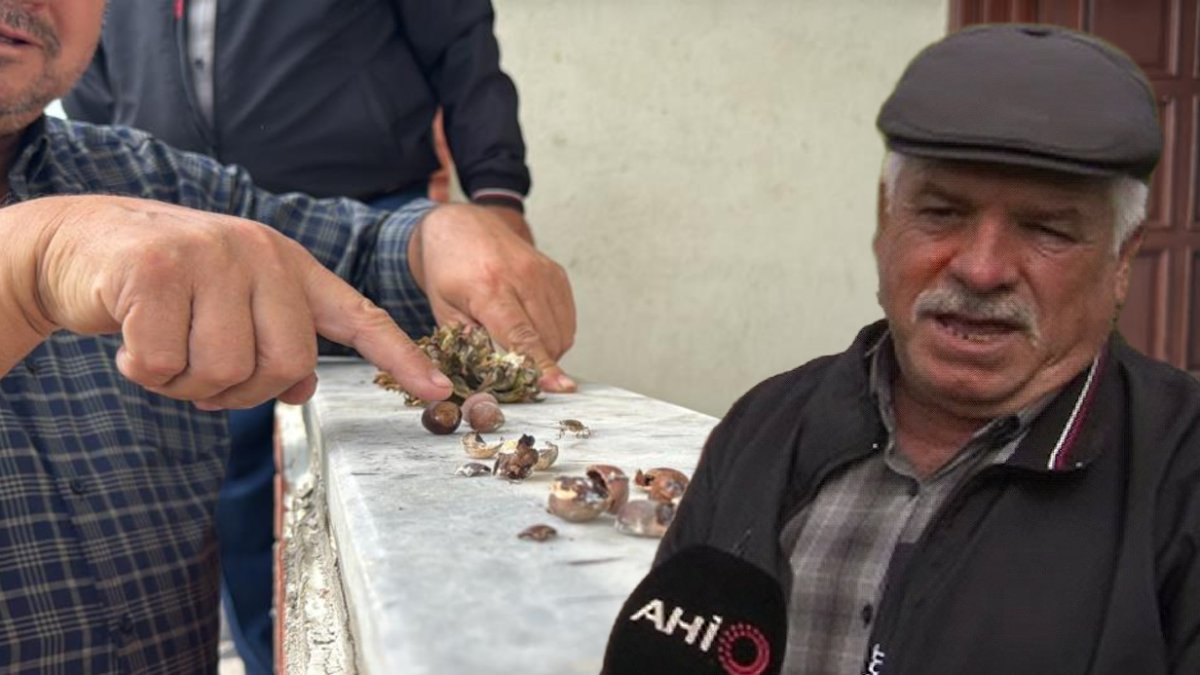 Kokarca böceği tarımı tehdit ediyor! Ama o çiftçinin derdi başka: Torunları böcekler yüzünden gelmiyor