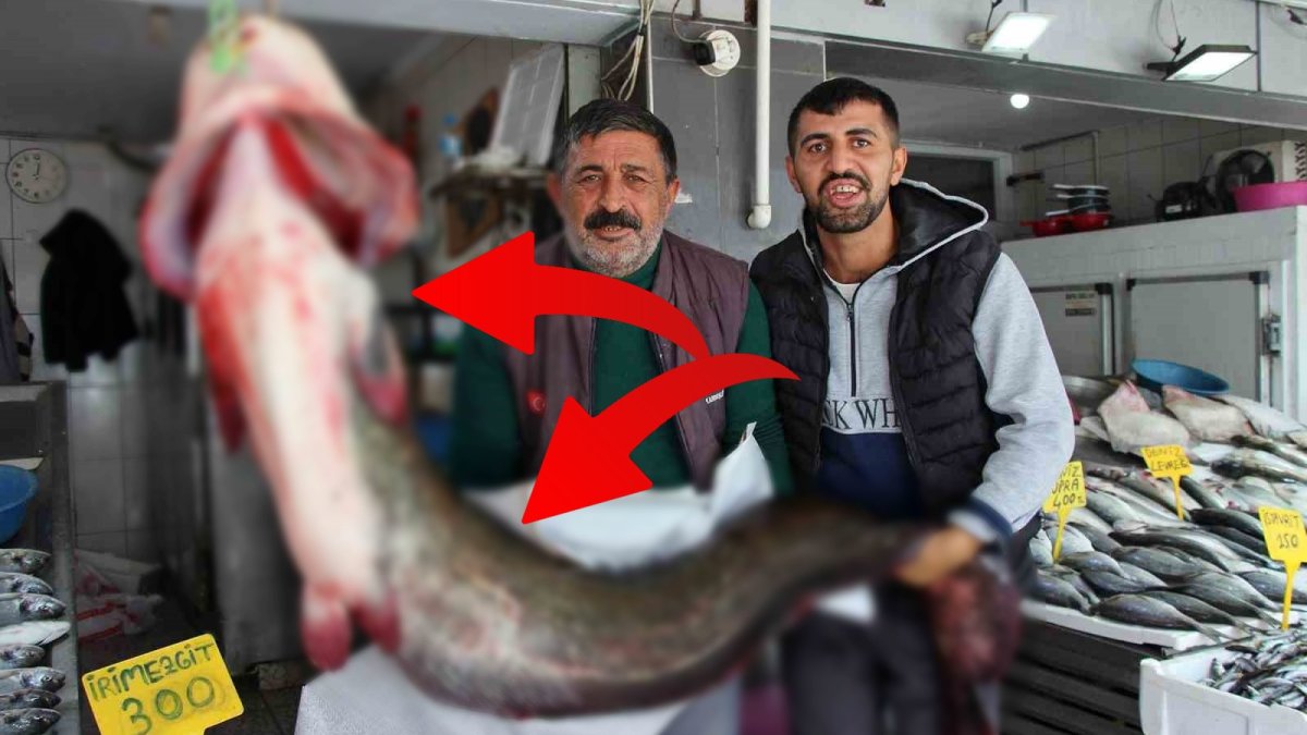 Tam 2 metre uzunluğunda, 85 kilogram ağırlığında! Kilosu 250 liradan satılıyor