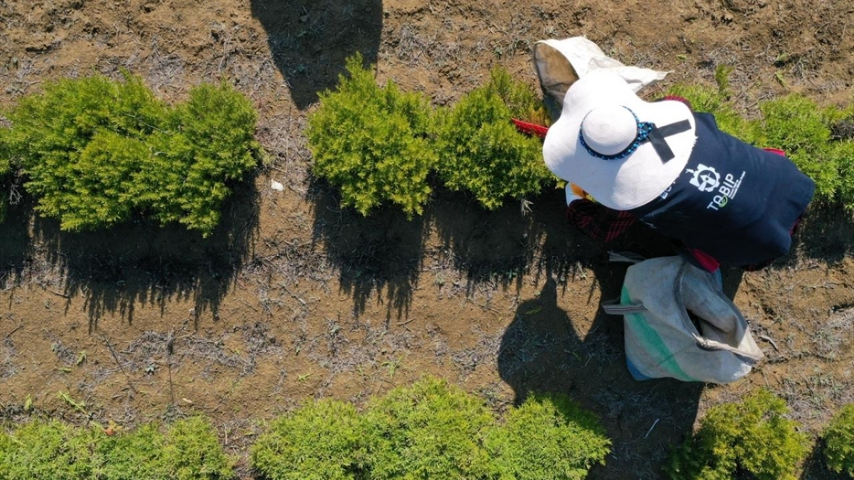 Kuraklıktan etkilenmedi, çiftçinin yüzünü güldürdü! Kocaeli’de altın değerinde hasat başladı
