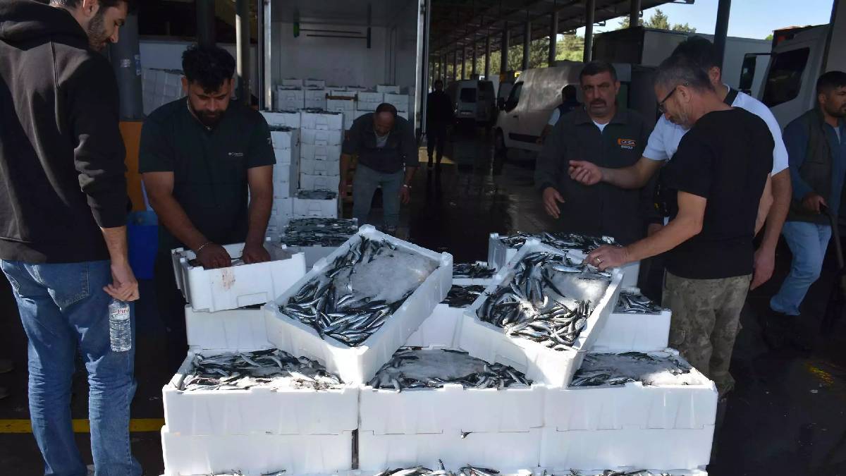 Yurt dışına kasa kasa gidiyor! İtalya, İspanya, Portekiz istiyor: 300 TL’lik fiyattan ürün talebe yetmiyor