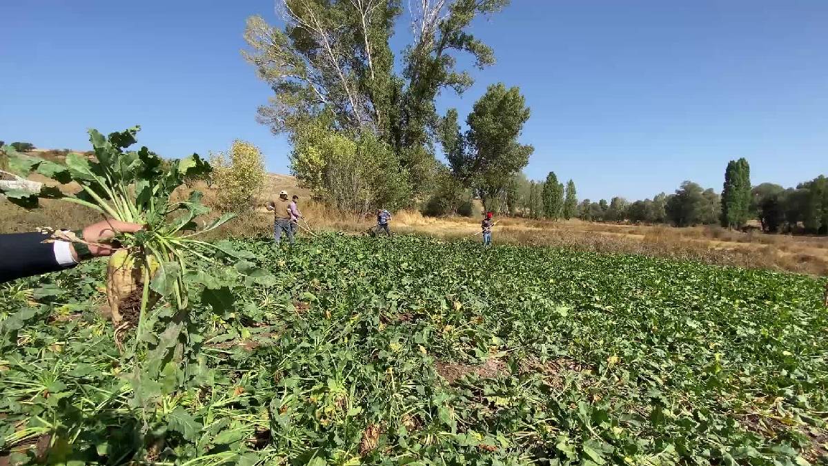 2025 hasat sezonu kabusa döndü: Çiftçiler en kötüsünü yaşıyor!