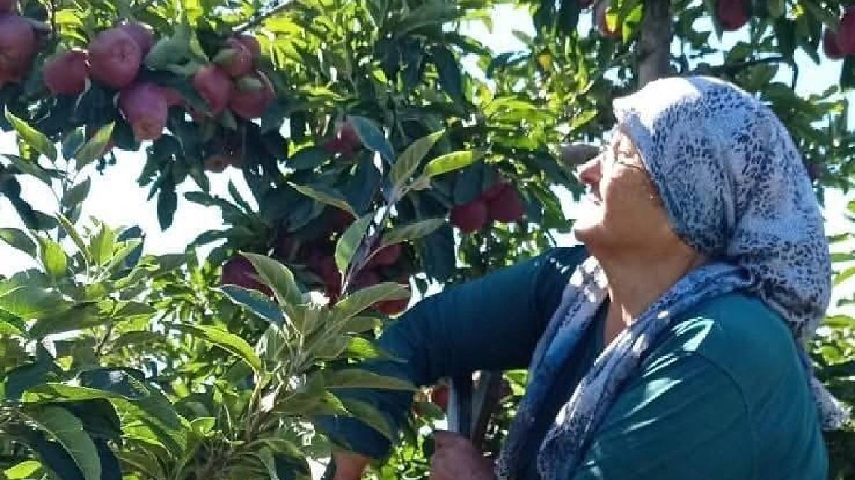 Aroması ve kalitesiyle fark yaratıyor! Beyşehir’de mesaiye devam: Diğer yerleri vuran don burayı es geçti