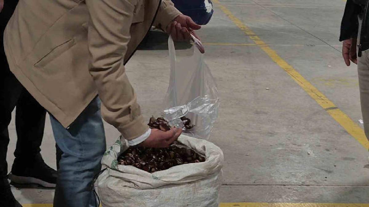 Tescilli lezzet geri döndü! Kış şimdi tamamlandı: Pazarda sezon resmen açıldı!