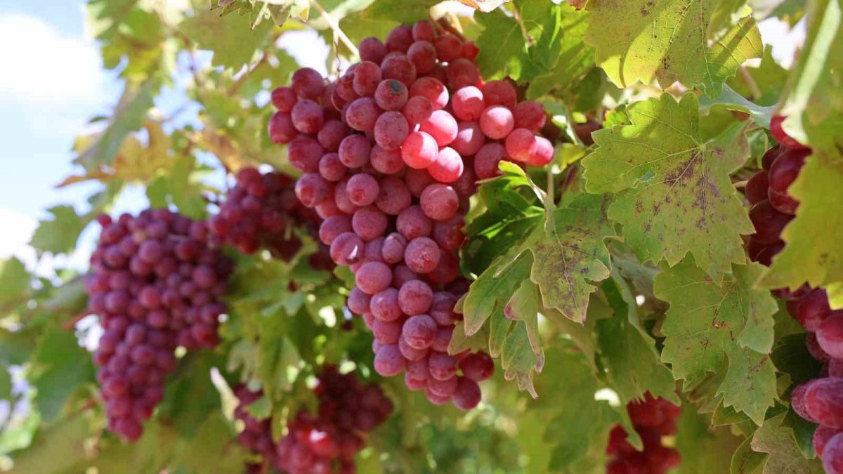 Donun vurduğu bağdan rekor çıktı! Elazığ'da tek bir üzüm salkımı neredeyse 5 kilo geldi