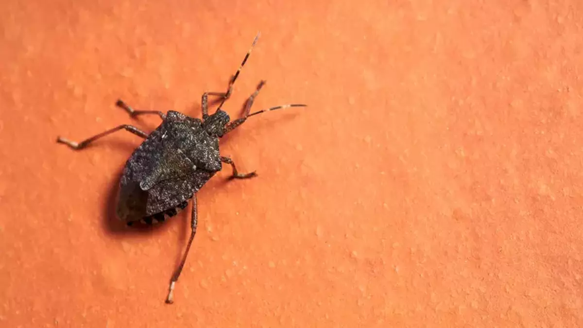 Kokarca böceği istilasına son veren doğal sır: Pervazlara sürün, bir daha gelmesinler!