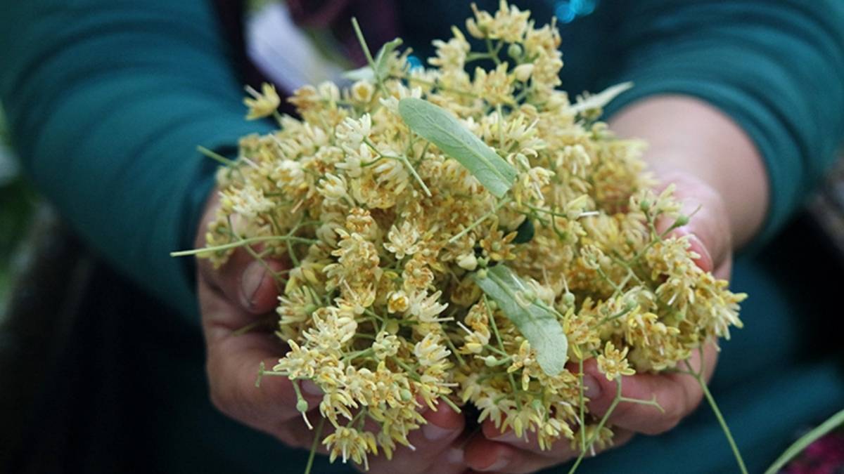 Kış aylarının şifa deposu tezgahlarda yerini aldı! Kilosu 500 liradan talep patlaması yaşıyor