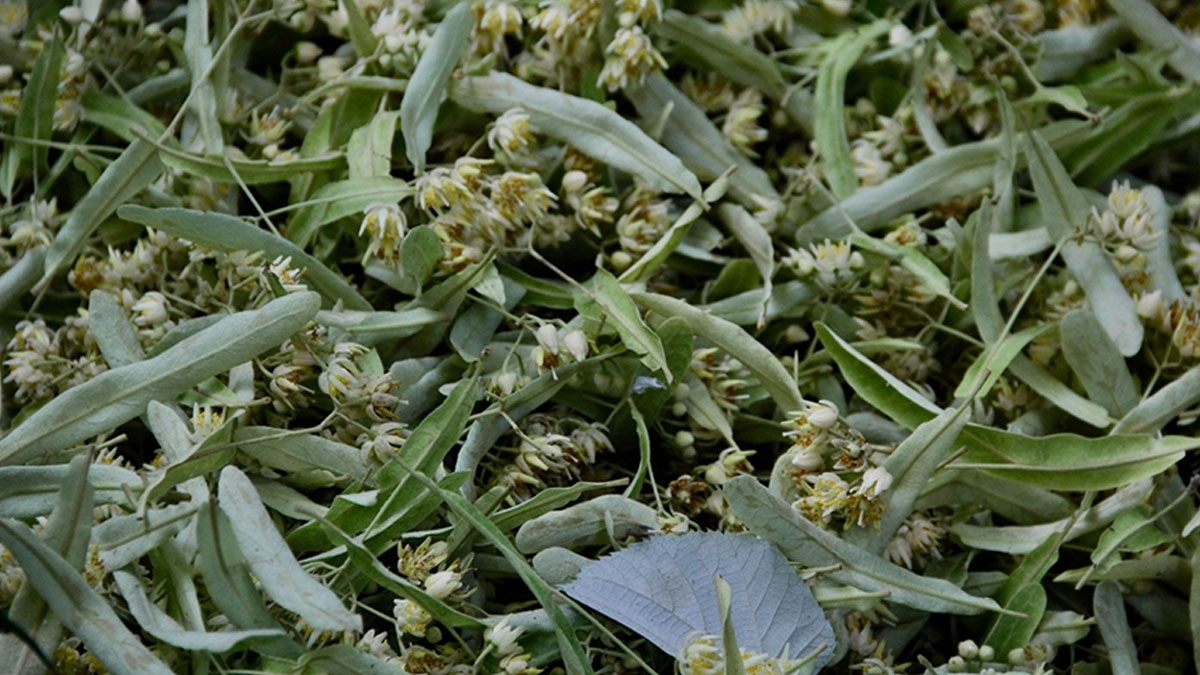 Kışın vazgeçilmezi ıhlamur fiyatları rekor kırdı