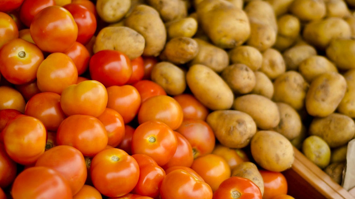 Patatesin dramatik hikayesi! Meğer domates genleri sayesinde hayatta kalmış