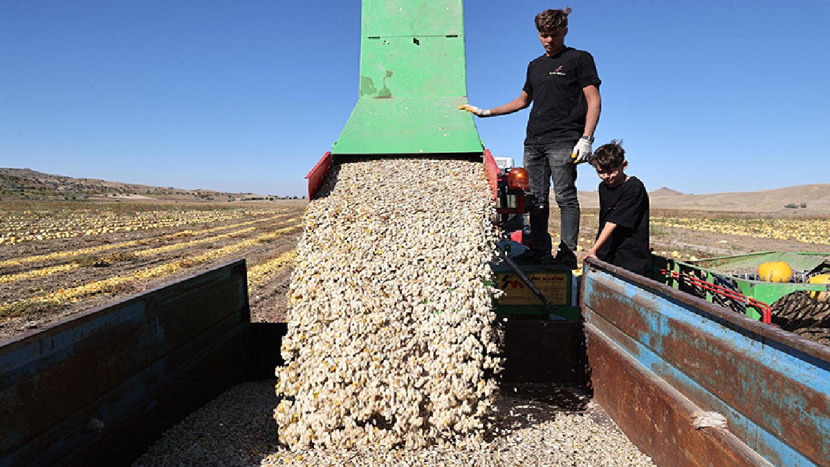 Patatesi tahtından ediyor, %35’lik üretim o şehirden çıkıyor! Ekim alanlarını ikiye katlıyor