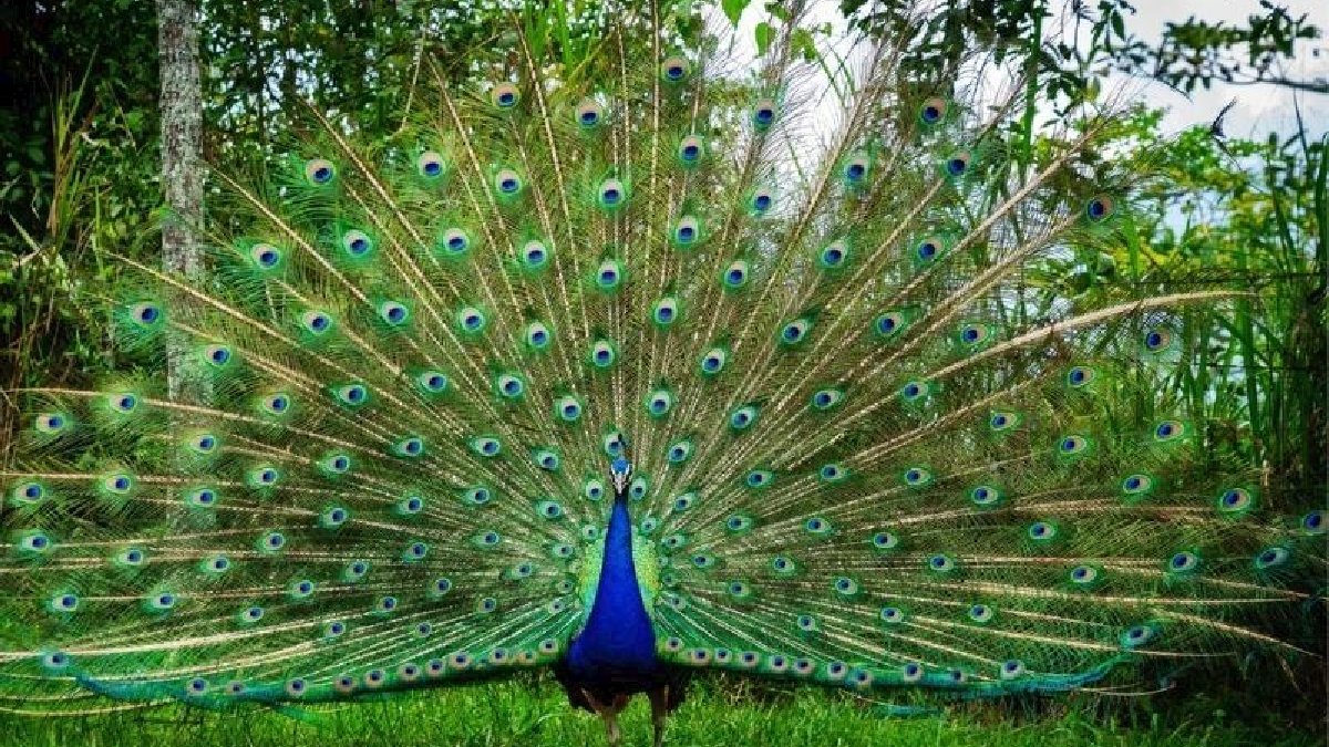 Hiç yavru tavus kuşu gördünüz mü? Kimse bu kadar sevimli beklemiyordu…