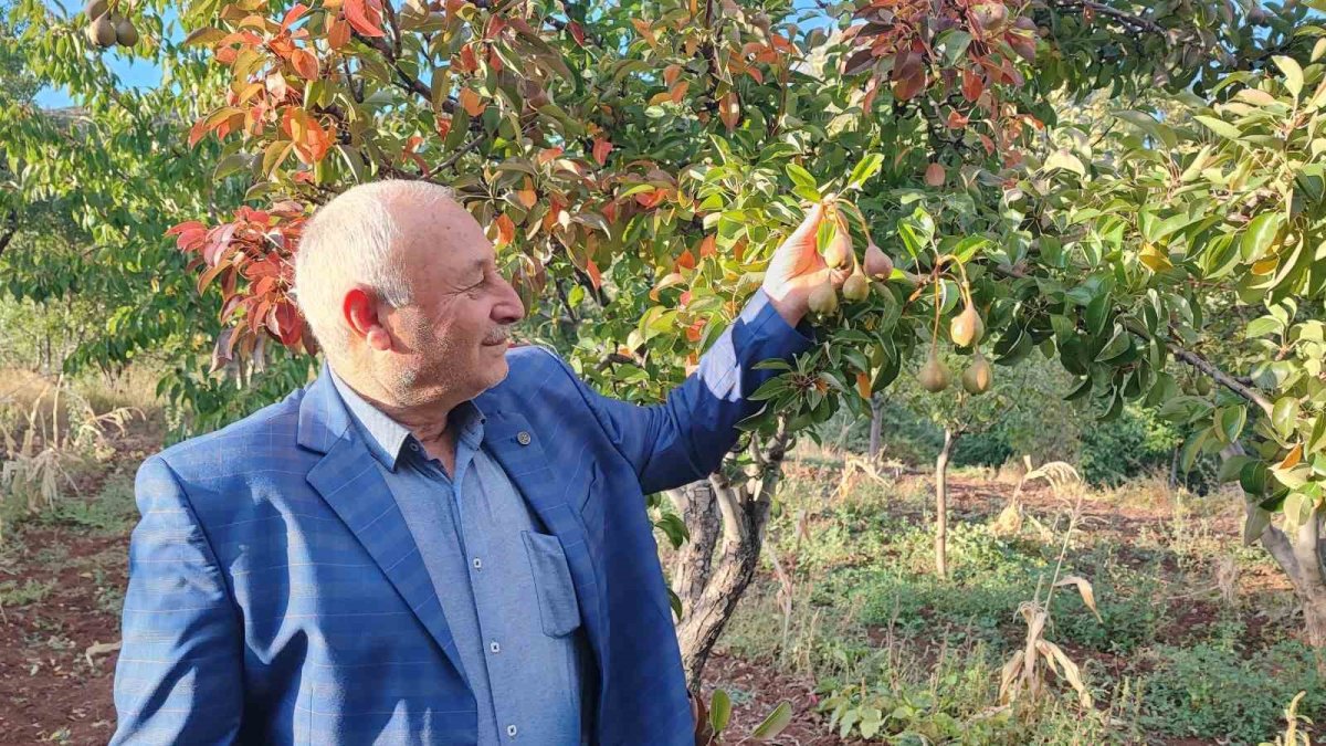 60 yıllık çiftçi bile "Böyle şey görmedim" dedi: Yozgat'ta doğa takvimi şaştı, ağaçlar ekimde meyve verdi!