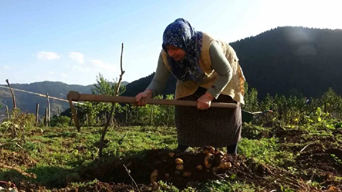 Mayısta ekiliyor, tamamen organik üretiliyor! Hasadı başladı: Giresun yaylalarından toplanıyor!
