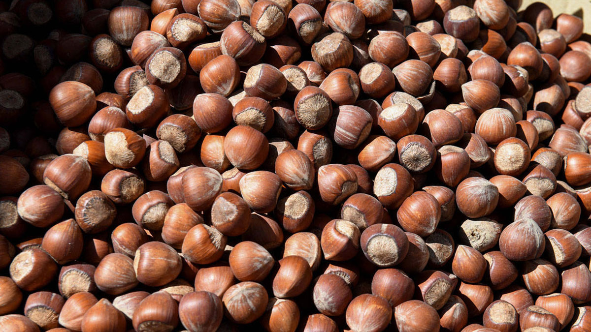 Fındık ihracatında 123 milyon dolarlık kayıp