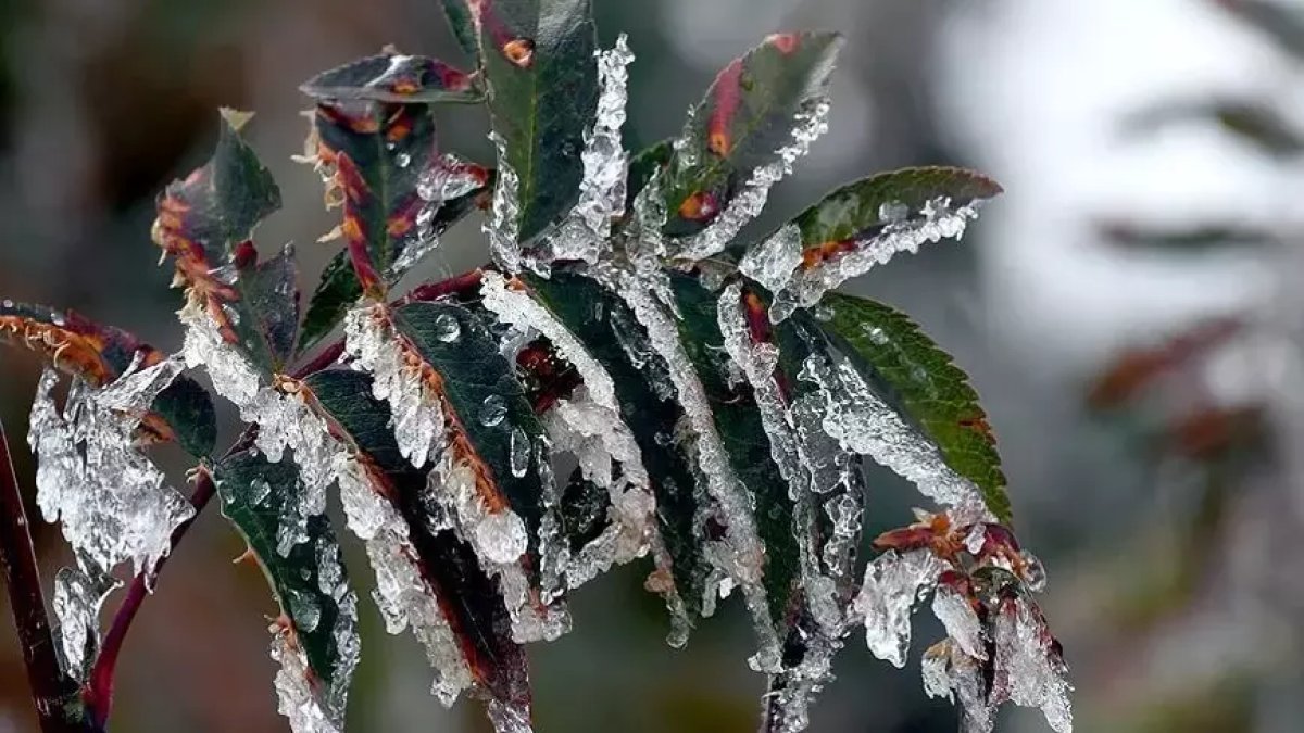 Meteoroloji'den 5 il için kritik uyarı! Tarımın diğer korkulu rüyası etkili olacak: Gece saatlerinde zirai don bekleniyor