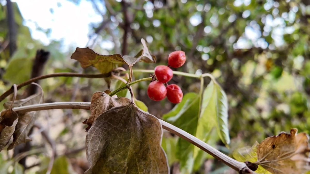 Kuraklık onu da vurdu! Doğada kendiliğinden yetişiyordu: Şifa deposunun fiyatı 30 liradan 150 liraya çıktı