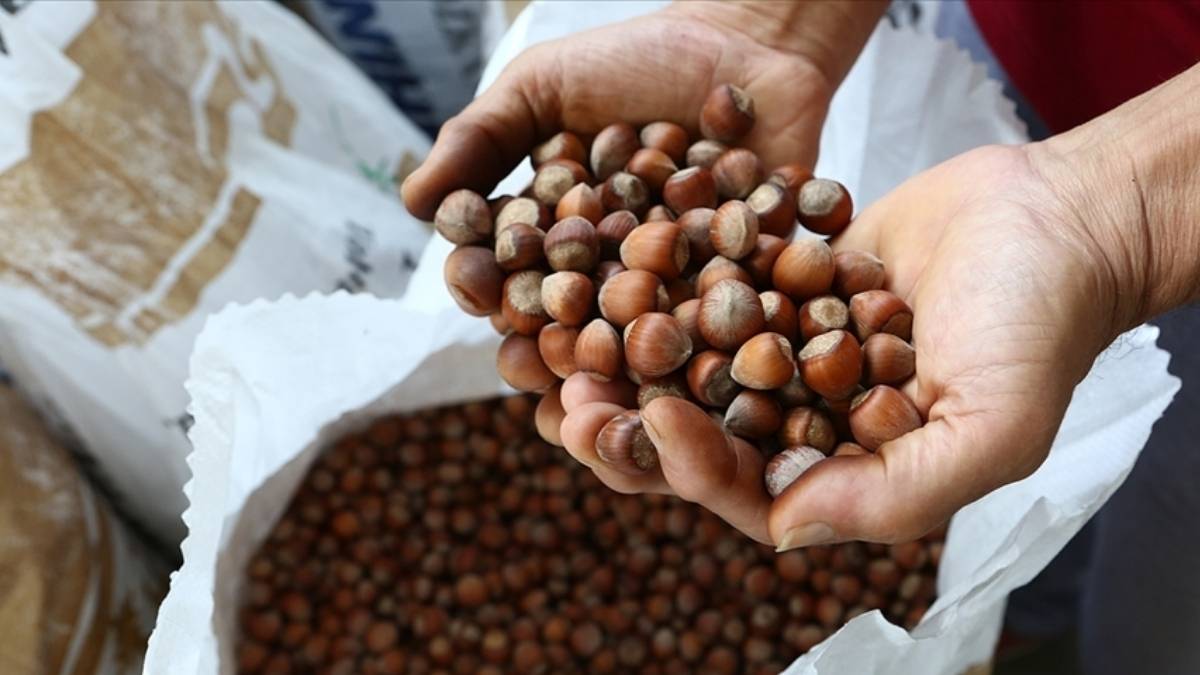 Üretim tavan yaptı, Avrupa ülkeleri sıraya girdi! 9 ayda 1,6 milyar doları aşkın gelir sağladı: Fındıkta Türkiye başarısı