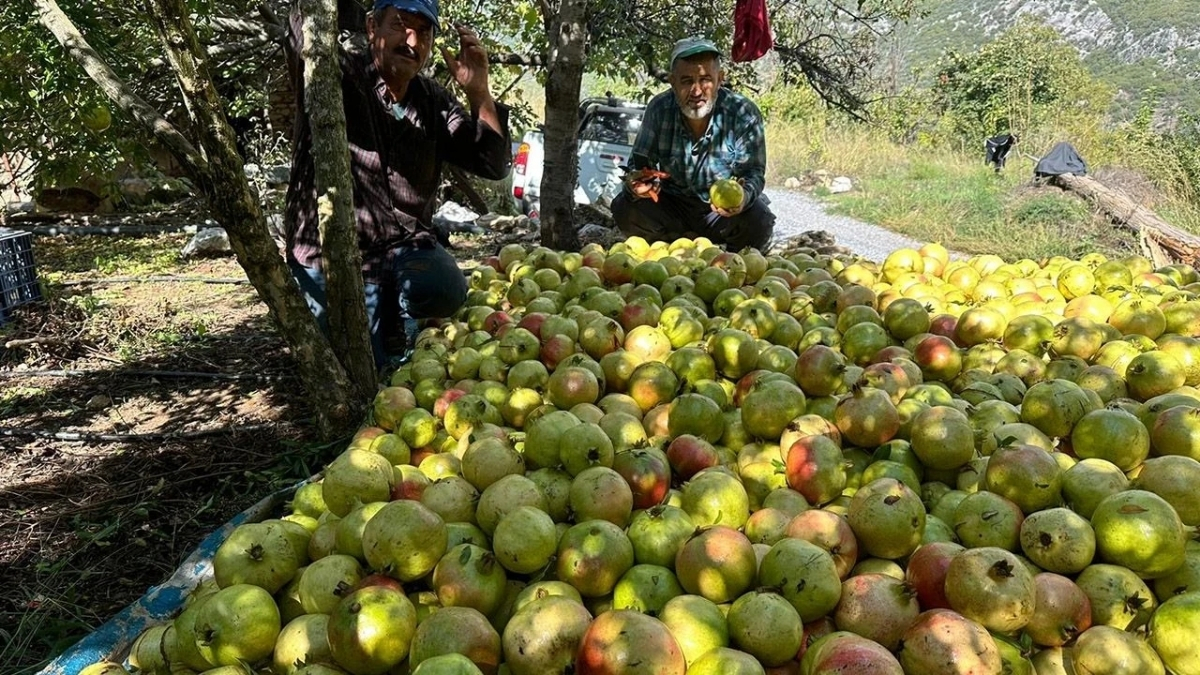 Bir tek Antalya’da yetişiyor, 60 liradan satılıyor! Coğrafi işaretli çekirdeksiz narın hasadı başladı