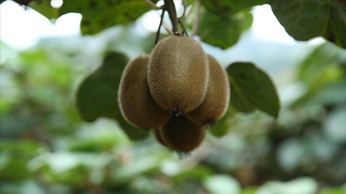 Hasat başlamadan fiyat belli oldu! 4 bin ton rekolte bekleniyor: Kilosu 80 liradan satışa sunulacak