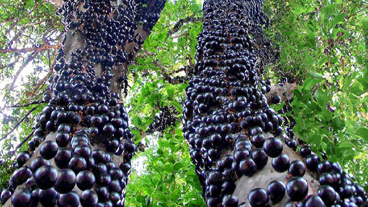 Yılda birkaç kez meyve veriyor! Meyveleri dallarında değil gövdesinde büyüyor! Eken çokça kazanıyor