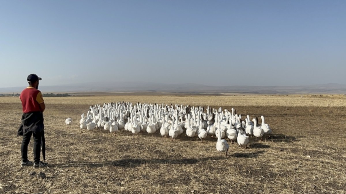 500 taneyle başladı 1400’e ulaştı! İstanbul şurada dursun dedi Kars’ta hayatını yaşadı