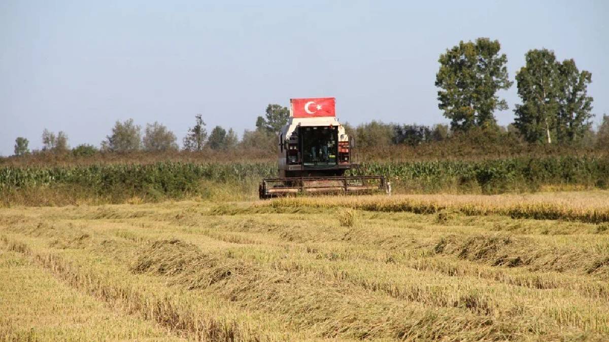 Saat 10.00’da başlanıyor, hava kararana dek sürüyor! Rekoltesi mutlu eden üretim: “Çocuk gibidir, her gün bakım ister”