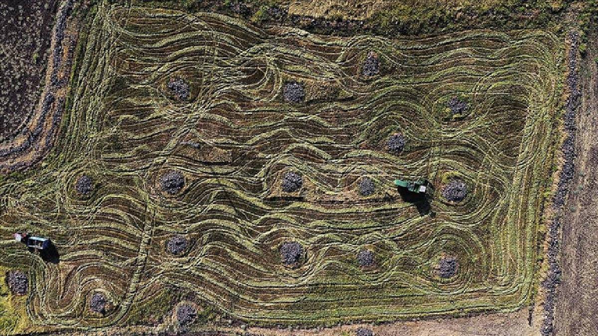 Eriyen kar sularından besleniyor, orakla toplanıyor! Devlet desteğiyle artan üretim: Dekardan 650 kg verim alınıyor