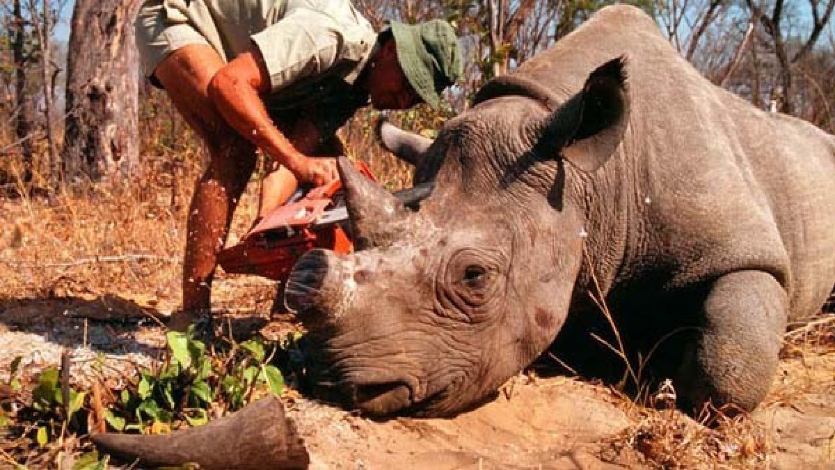 Avcılardan önce yakalanıyor, hayatı güvence altına alınıyor! Gergedan nesli için büyük proje