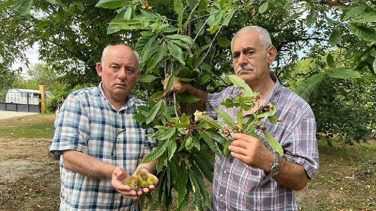Sinop ormanlarından toplanıyor, kilosu 500 TL’ye sarılıyor! Fiyatına aldırış etmeyen kapış kapış alıyor