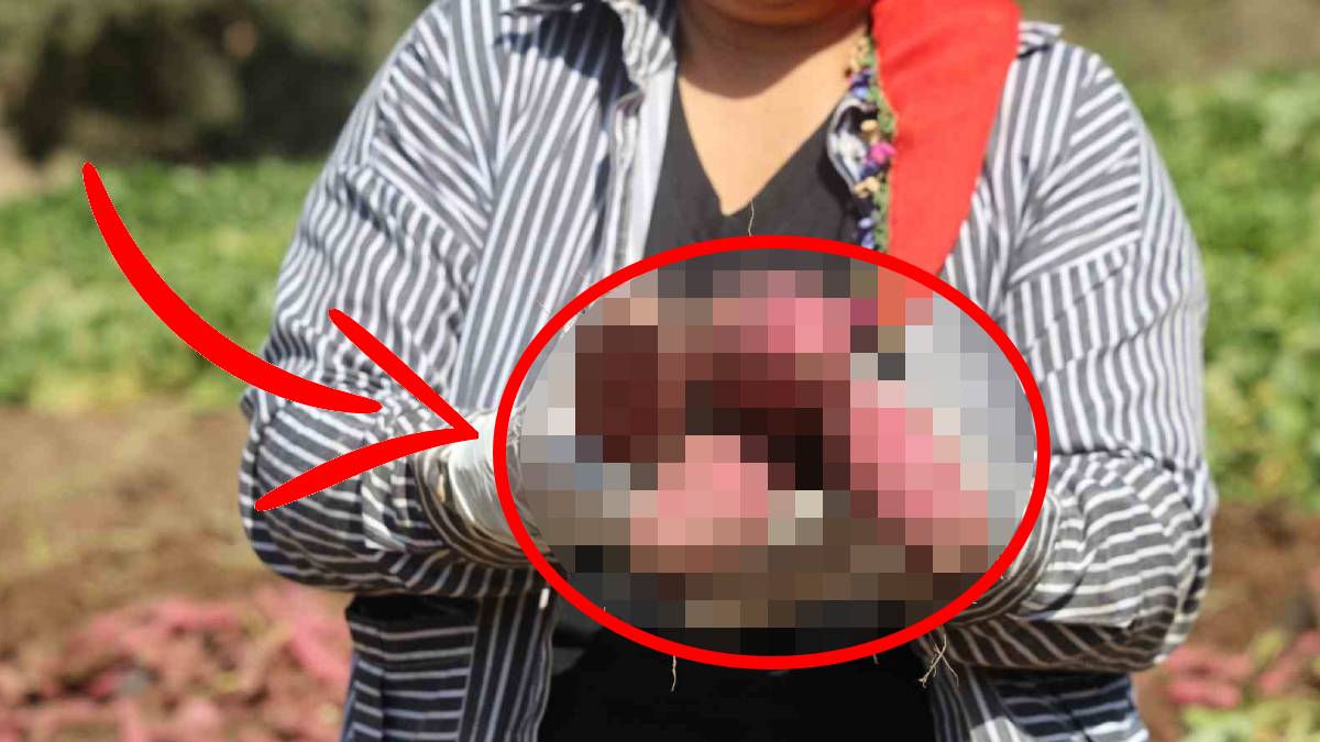 Boşuna isminin başında ‘tatlı’ yer almıyor! Hatay’da hasat zamanı: Mucize besin sofralara geliyor