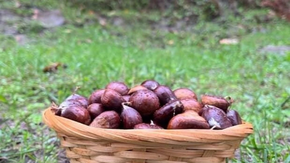 Kendiliğinden yetişiyor, toplayan pazarda satıyor! Sezon başladı, vatandaşlar toplamak için ormana akın etti