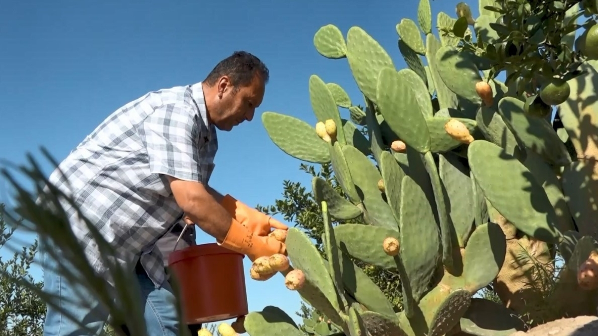 Kuraklığa meydan okuyan bitkiden lezzet şöleni! Özenle toplanıp dondurmaya dönüştü: Dikenli incirin yolculuğu