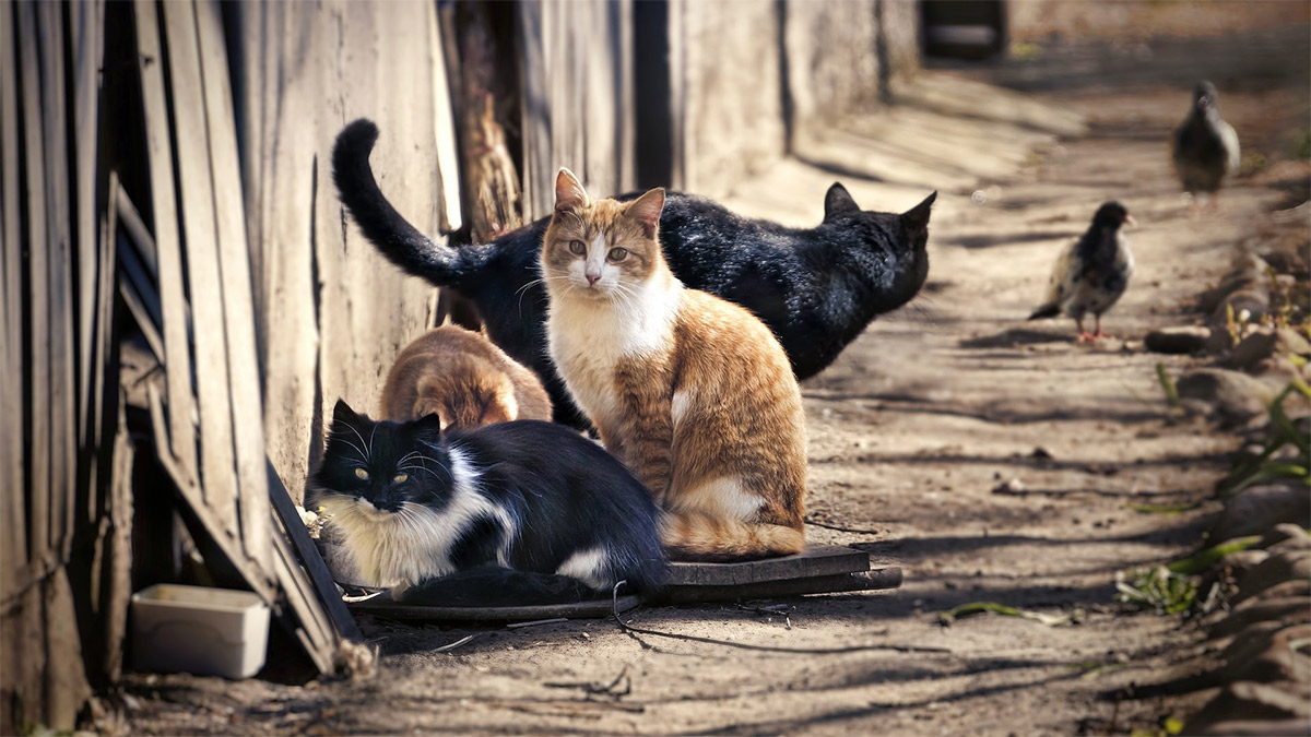 Rumlar, 1 milyonu aşan sokak kedileriyle baş edemiyor