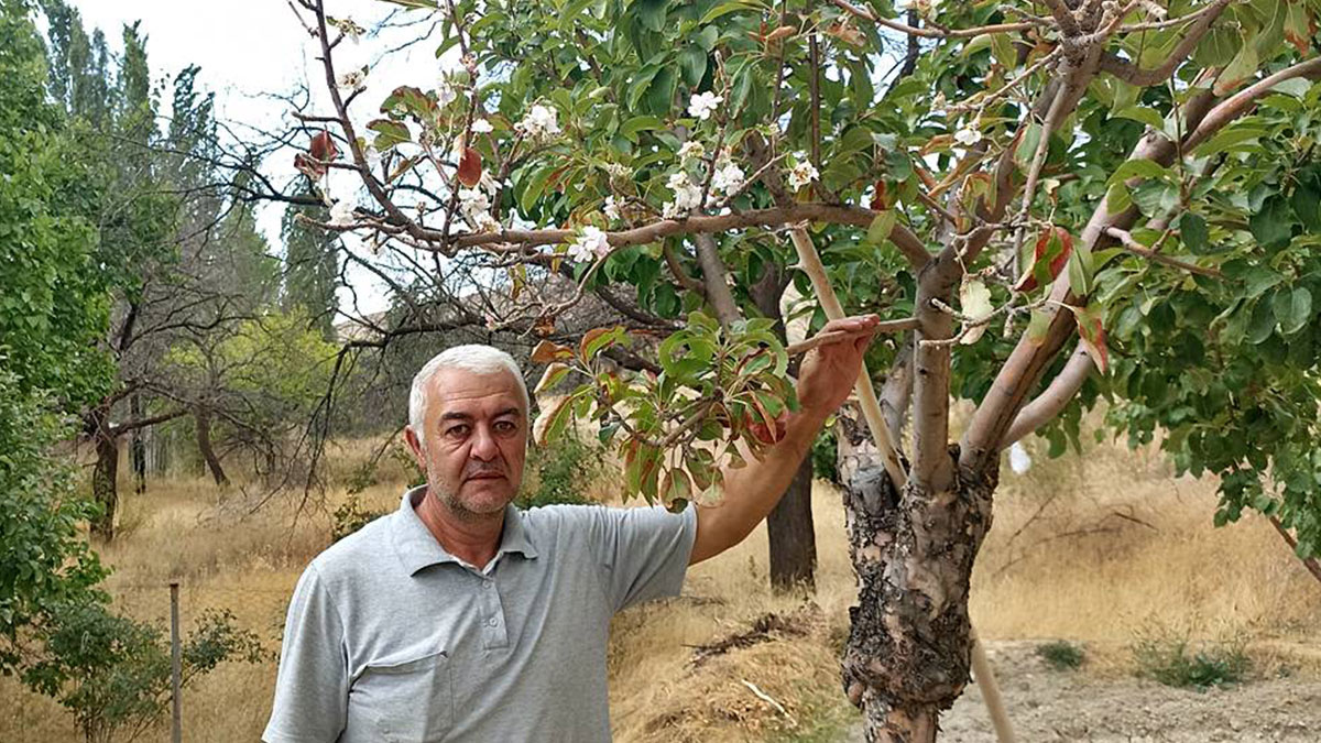 Elma ağacı eylülde isyan etti: Ben daha bitirmedim!