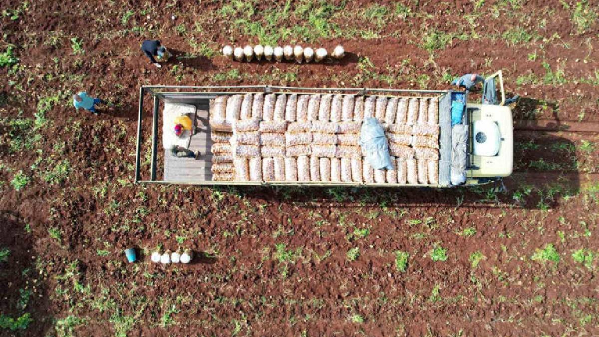 Nisan’da ekimi yapıldı şimdi sıra hasada geldi! İşçiler 600 TL yevmiyeye çalışıyor, verim düşüklüğü kaliteyi etkilemiyor