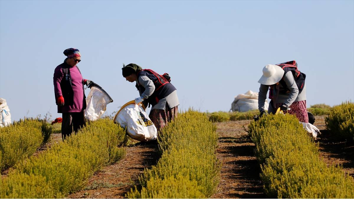 Susuzluğa direndi, verimiyle şaşırttı! Kocaeli’nde yeni sezon açıldı: Hasat ekonomiye can veriyor!