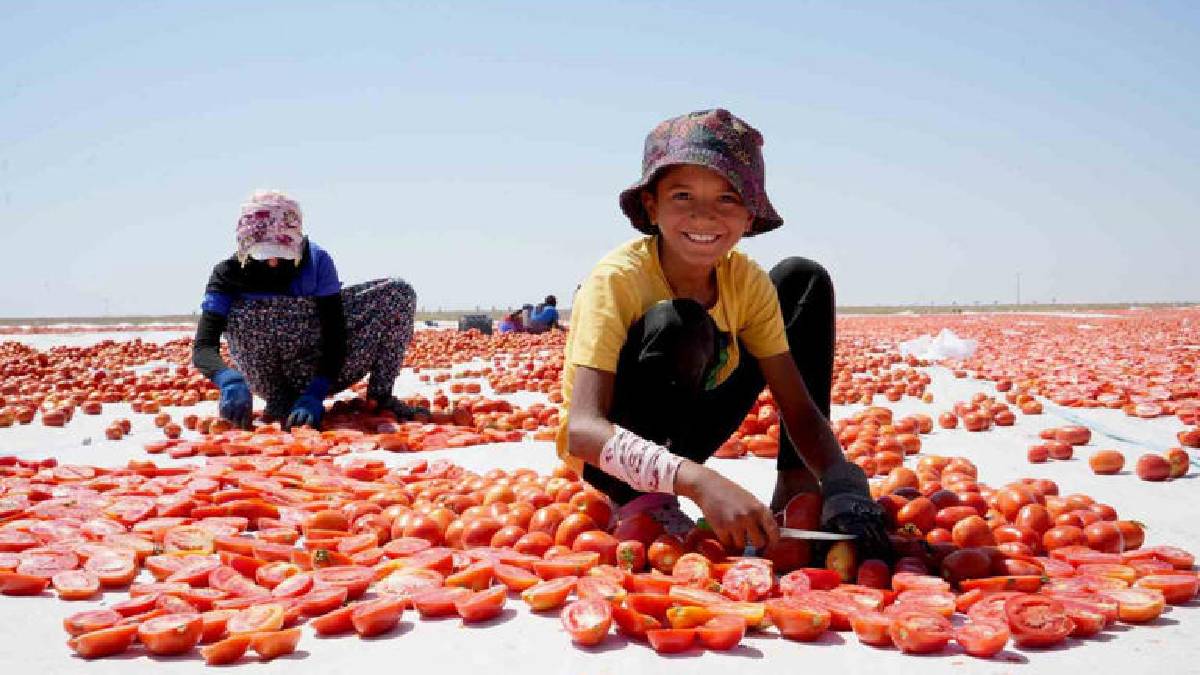 Emekle yetiştirildi, güneşte kurutuldu! Rusya, Amerika ve tüm Avrupa… Herkesin sofrasını şenlendiriyor