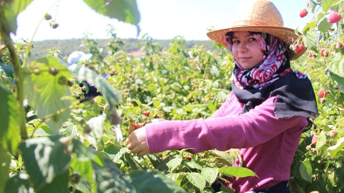 15 dönümü çevirdi, ‘Halka Açık Bahçe’ sloganıyla herkese ulaştı! Hem kendi hem de mahalleli iş sahibi oldu