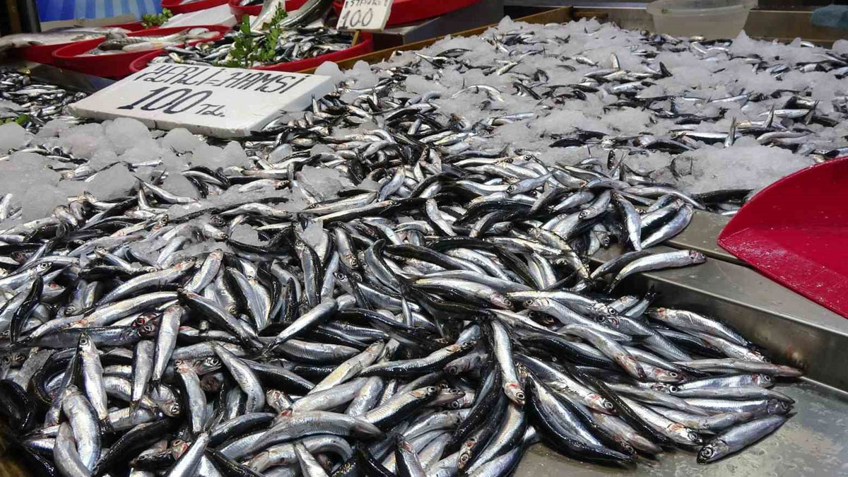 Hamsi stoklarında tehlikeli düşüş: Ekolojik ve ekonomik etkiler artıyor
