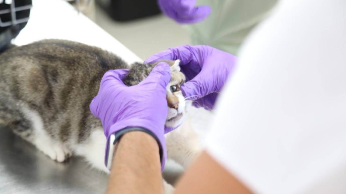 Hayvan barınağında orman yangını tatbikatı